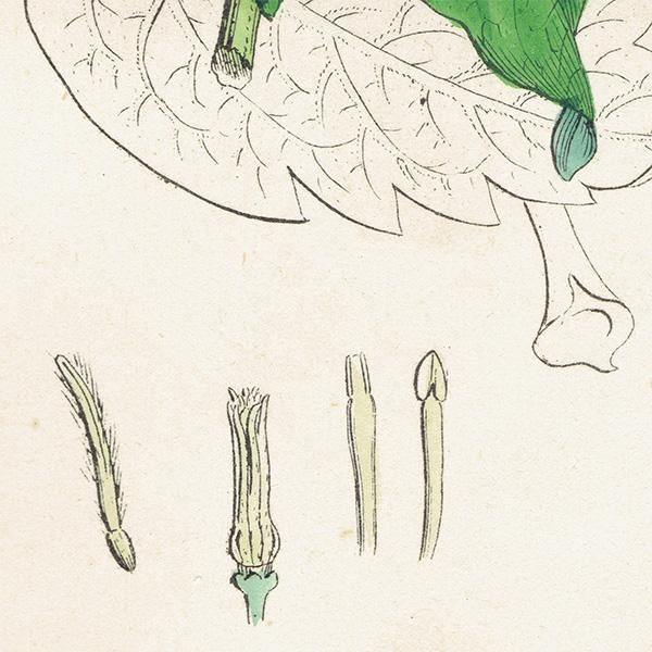 ꥹ ƥ ܥ˥륢/ʪ Clematis Vitalba.(ޥ) plate.1,1863ǯ 0219