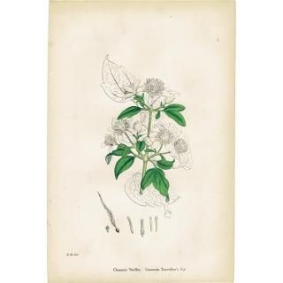 ꥹ ƥ ܥ˥륢/ʪ Clematis Vitalba.(ޥ) plate.1,1863ǯ 0219