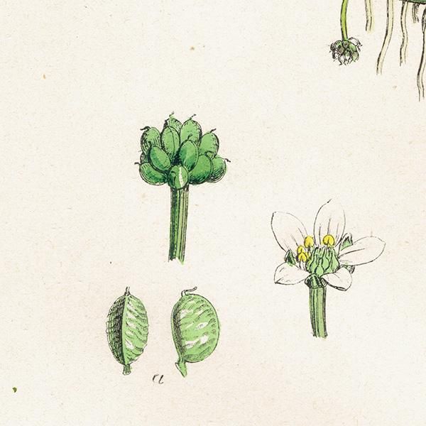 ꥹ ƥ ܥ˥륢/ʪ Ranunculus tripartitus.(Х󥭥ݥ) plate.24,1863ǯ 0220