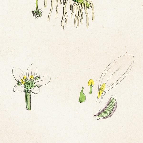 ꥹ ƥ ܥ˥륢/ʪ Ranunculus tripartitus.(Х󥭥ݥ) plate.24,1863ǯ 0220