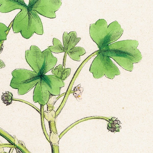 ꥹ ƥ ܥ˥륢/ʪ Ranunculus tripartitus.(Х󥭥ݥ) plate.24,1863ǯ 0220