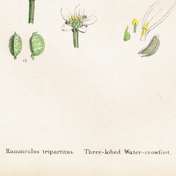 ꥹ ƥ ܥ˥륢/ʪ Ranunculus tripartitus.(Х󥭥ݥ) plate.24,1863ǯ 0220