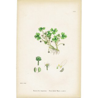 イギリス アンティーク ボタニカルアート/植物画 Ranunculus tripartitus.(キレバタイサンキンポウゲ) plate.24,1863年 0220