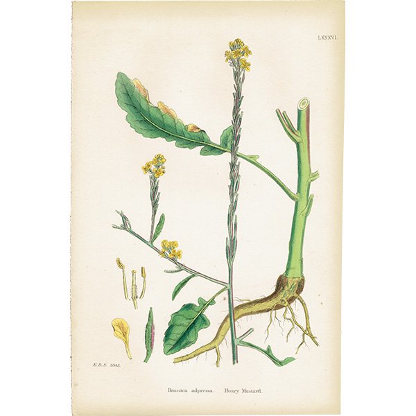 ꥹ ƥ ܥ˥륢/ʪ Brassica adpressa. plate.86,1863ǯ 0224