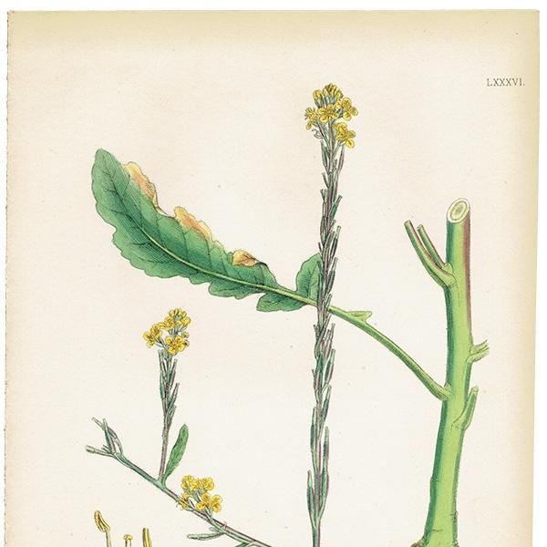 ꥹ ƥ ܥ˥륢/ʪ Brassica adpressa. plate.86,1863ǯ 0224