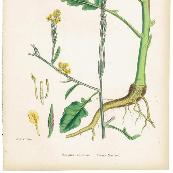 ꥹ ƥ ܥ˥륢/ʪ Brassica adpressa. plate.86,1863ǯ 0224