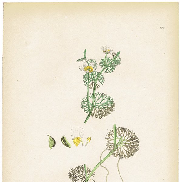 ꥹ ƥ ܥ˥륢/ʪ Ranunculus circinatus(ʥ󥭥饹). plate.15,1863ǯ 0225