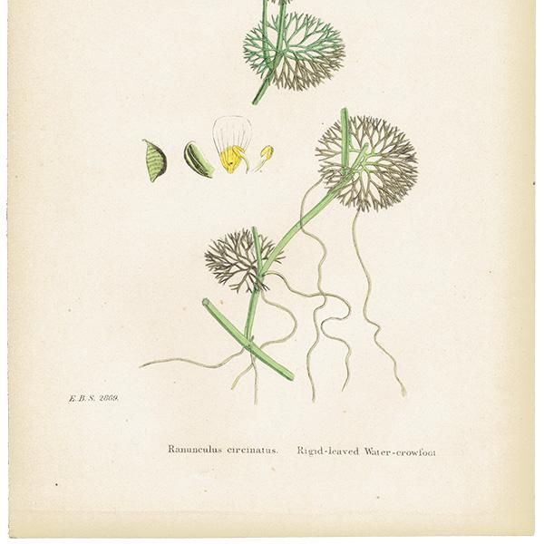 ꥹ ƥ ܥ˥륢/ʪ Ranunculus circinatus(ʥ󥭥饹). plate.15,1863ǯ 0225