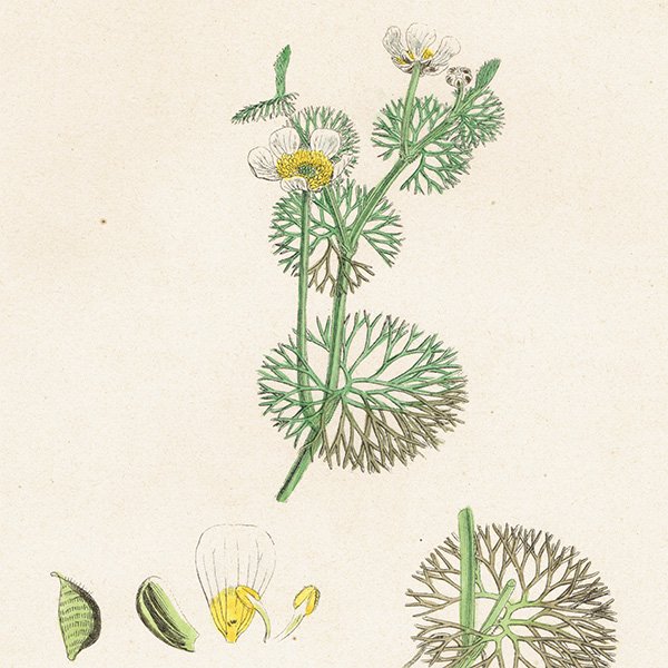 ꥹ ƥ ܥ˥륢/ʪ Ranunculus circinatus(ʥ󥭥饹). plate.15,1863ǯ 0225