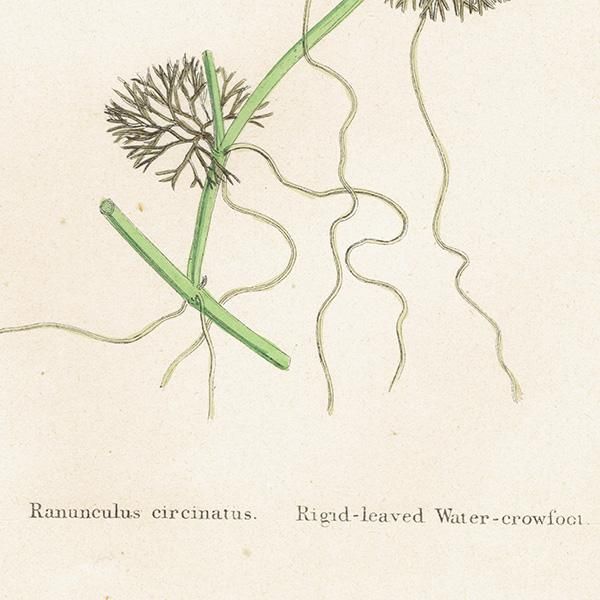 ꥹ ƥ ܥ˥륢/ʪ Ranunculus circinatus(ʥ󥭥饹). plate.15,1863ǯ 0225