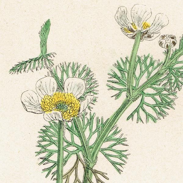 ꥹ ƥ ܥ˥륢/ʪ Ranunculus circinatus(ʥ󥭥饹). plate.15,1863ǯ 0225