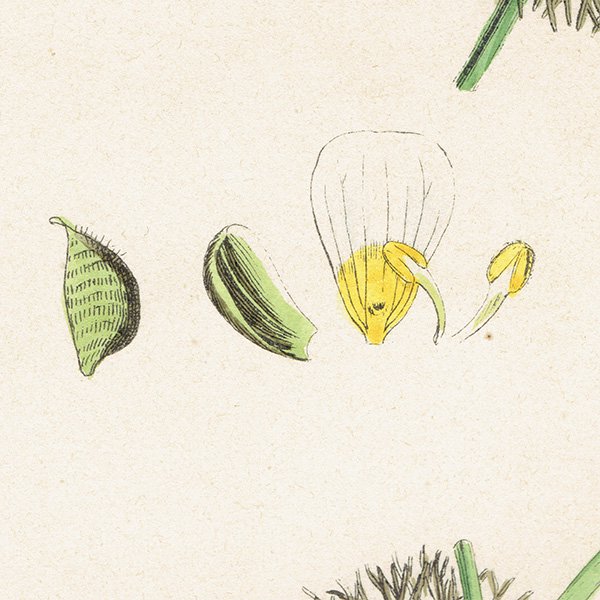 ꥹ ƥ ܥ˥륢/ʪ Ranunculus circinatus(ʥ󥭥饹). plate.15,1863ǯ 0225