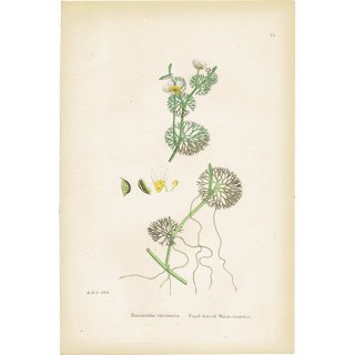 イギリス アンティーク ボタニカルアート/植物画 Ranunculus circinatus(ラナンキュラス). plate.15,1863年 0225