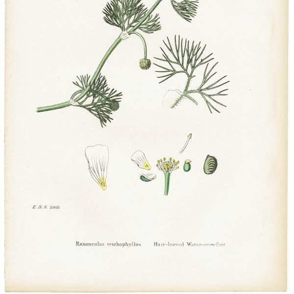 ꥹ ƥ ܥ˥륢/ʪ Ranunculus trichophyllus(ʥ󥭥饹). plate.21,1863ǯ 0227