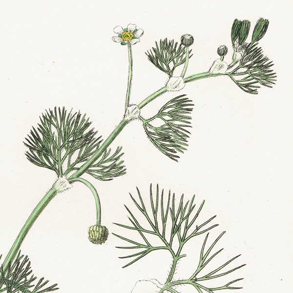 ꥹ ƥ ܥ˥륢/ʪ Ranunculus trichophyllus(ʥ󥭥饹). plate.21,1863ǯ 0227