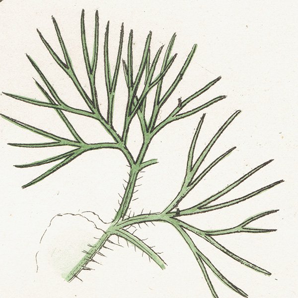 ꥹ ƥ ܥ˥륢/ʪ Ranunculus trichophyllus(ʥ󥭥饹). plate.21,1863ǯ 0227