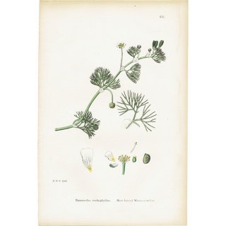 イギリス アンティーク ボタニカルアート/植物画 Ranunculus trichophyllus(ラナンキュラス). plate.21,1863年 0227