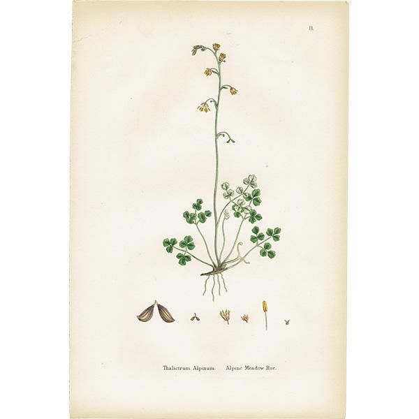 ꥹ ƥ ܥ˥륢/ʪ Thalictrum Alpinum(ޥĥ). plate.2,1863ǯ 0228