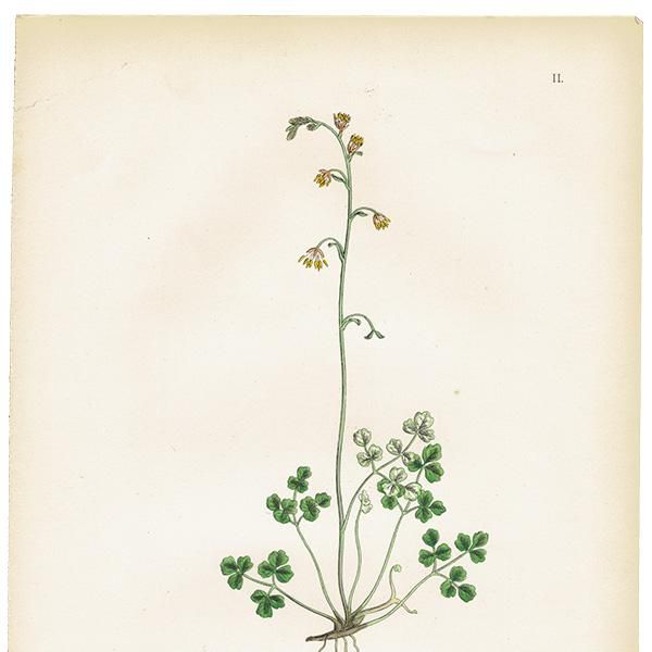 ꥹ ƥ ܥ˥륢/ʪ Thalictrum Alpinum(ޥĥ). plate.2,1863ǯ 0228