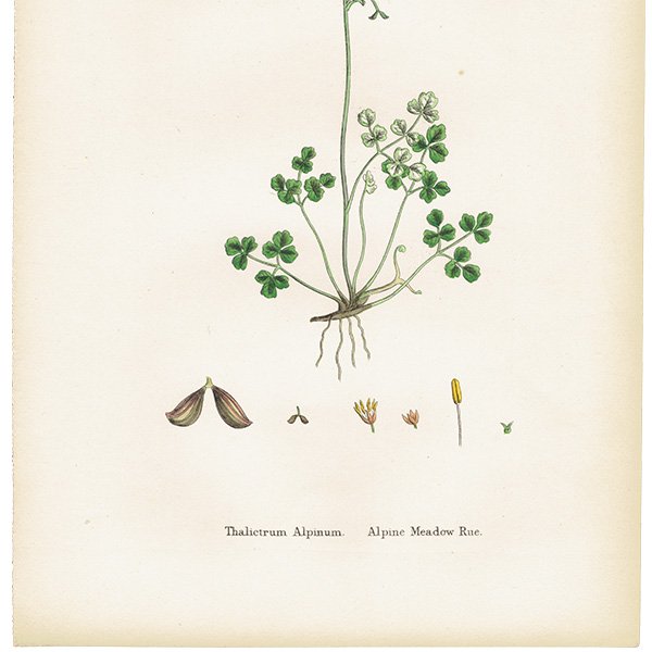 ꥹ ƥ ܥ˥륢/ʪ Thalictrum Alpinum(ޥĥ). plate.2,1863ǯ 0228