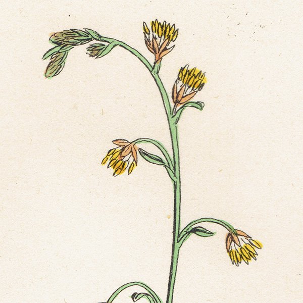 ꥹ ƥ ܥ˥륢/ʪ Thalictrum Alpinum(ޥĥ). plate.2,1863ǯ 0228