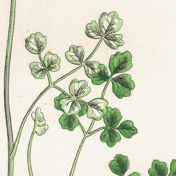 ꥹ ƥ ܥ˥륢/ʪ Thalictrum Alpinum(ޥĥ). plate.2,1863ǯ 0228