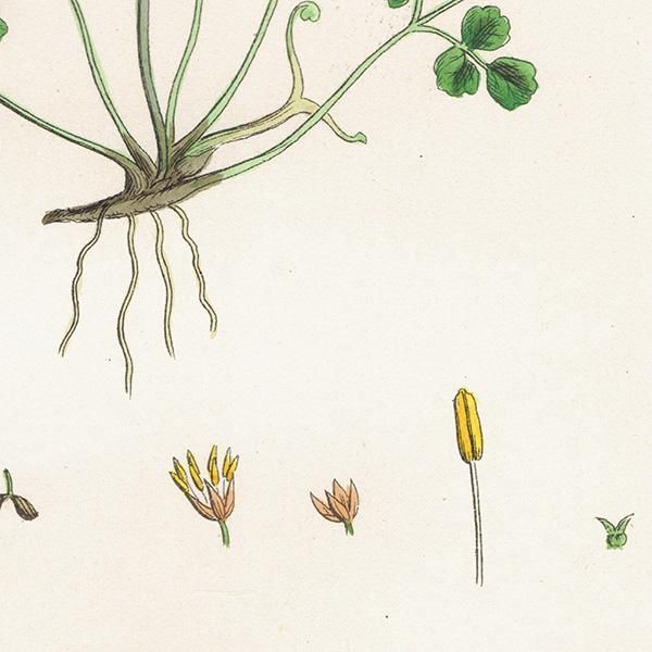 ꥹ ƥ ܥ˥륢/ʪ Thalictrum Alpinum(ޥĥ). plate.2,1863ǯ 0228