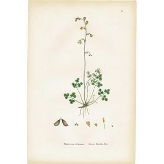 ꥹ ƥ ܥ˥륢/ʪ Thalictrum Alpinum(ޥĥ). plate.2,1863ǯ 0228