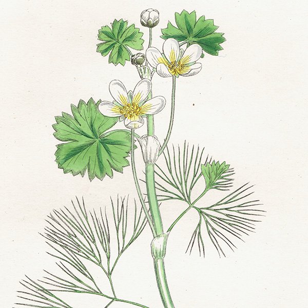 ꥹ ƥ ܥ˥륢/ʪ Ranunculus heterophyllus(ʥ󥭥饹). plate.19,1863ǯ 0229