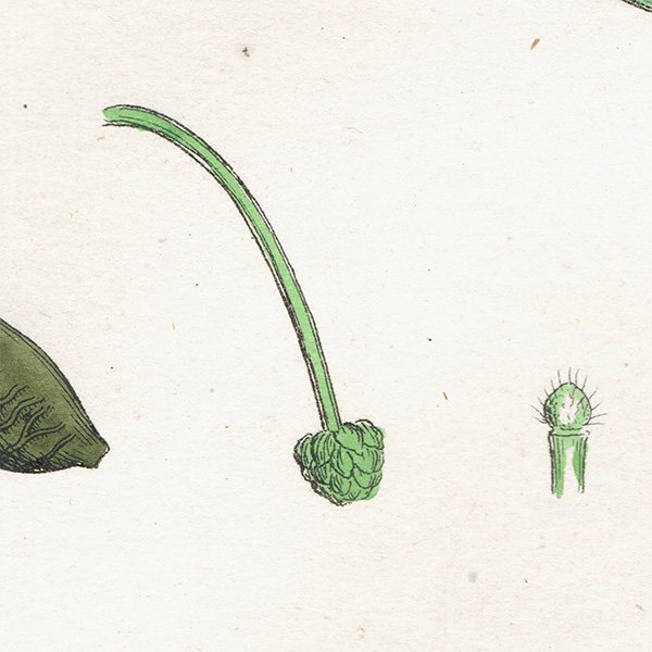 ꥹ ƥ ܥ˥륢/ʪ Ranunculus heterophyllus(ʥ󥭥饹). plate.19,1863ǯ 0229