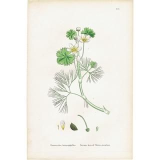 ꥹ ƥ ܥ˥륢/ʪ Ranunculus heterophyllus(ʥ󥭥饹). plate.19,1863ǯ 0229