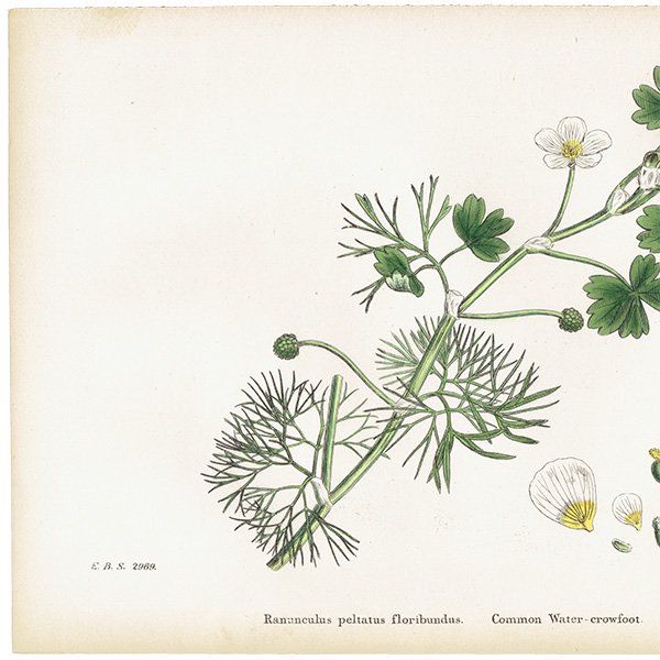 ꥹ ƥ ܥ˥륢/ʪ Ranunculus peltatus floribundus(ʥ󥭥饹). plate.18,1863ǯ 0235