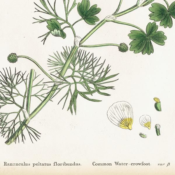 ꥹ ƥ ܥ˥륢/ʪ Ranunculus peltatus floribundus(ʥ󥭥饹). plate.18,1863ǯ 0235