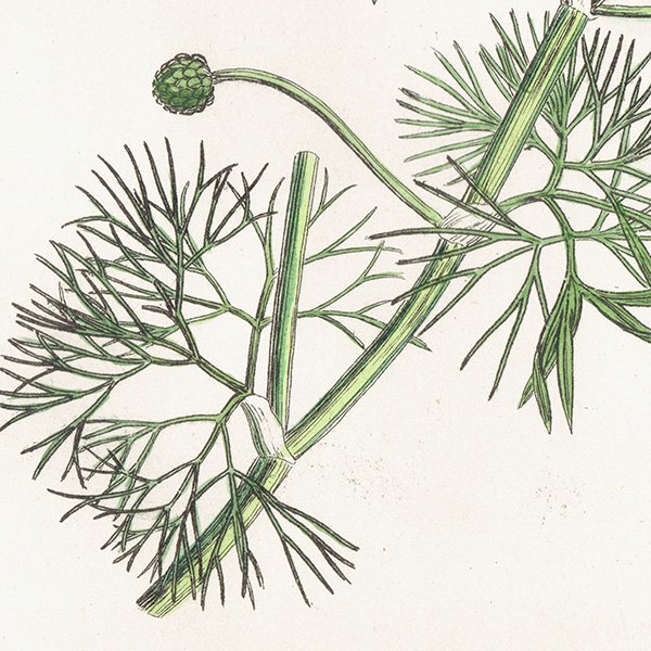 ꥹ ƥ ܥ˥륢/ʪ Ranunculus peltatus floribundus(ʥ󥭥饹). plate.18,1863ǯ 0235