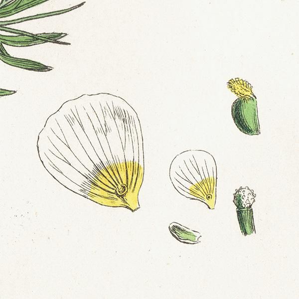 ꥹ ƥ ܥ˥륢/ʪ Ranunculus peltatus floribundus(ʥ󥭥饹). plate.18,1863ǯ 0235