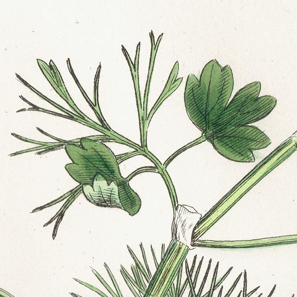 ꥹ ƥ ܥ˥륢/ʪ Ranunculus peltatus floribundus(ʥ󥭥饹). plate.18,1863ǯ 0235