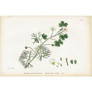 リトグラフ　絵画　アンティーク　ヴィンテージ ボタニカルアート（植物画）Botanical アンティーク ヴィンテージの