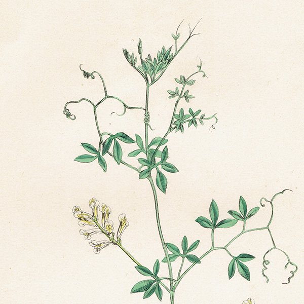 ꥹ ƥ ܥ˥륢/ʪ Corydalis claviculata(ꥹ). plate.70,1863ǯ 0236