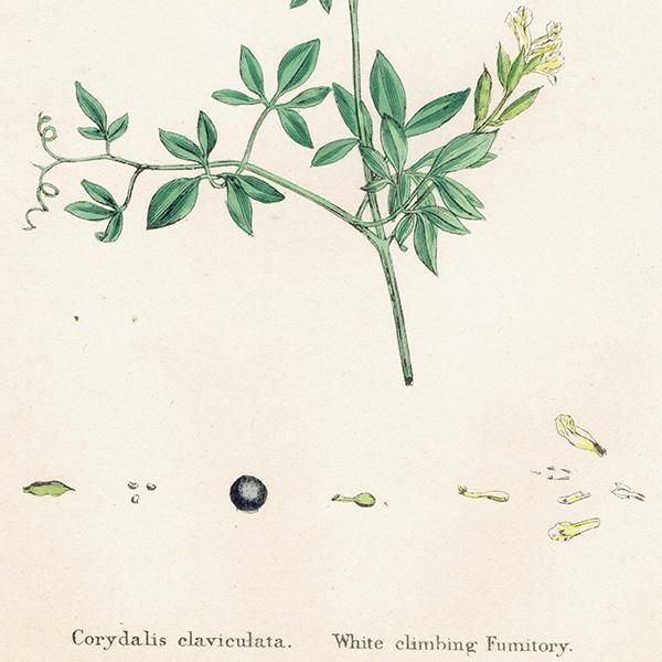 ꥹ ƥ ܥ˥륢/ʪ Corydalis claviculata(ꥹ). plate.70,1863ǯ 0236