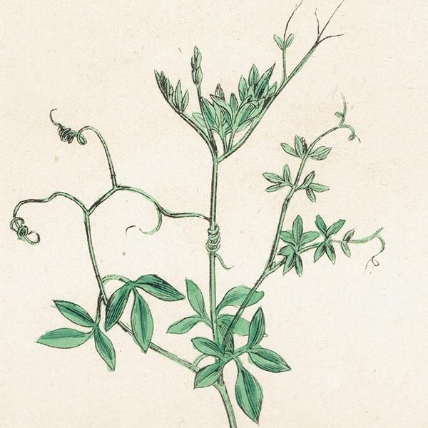 ꥹ ƥ ܥ˥륢/ʪ Corydalis claviculata(ꥹ). plate.70,1863ǯ 0236