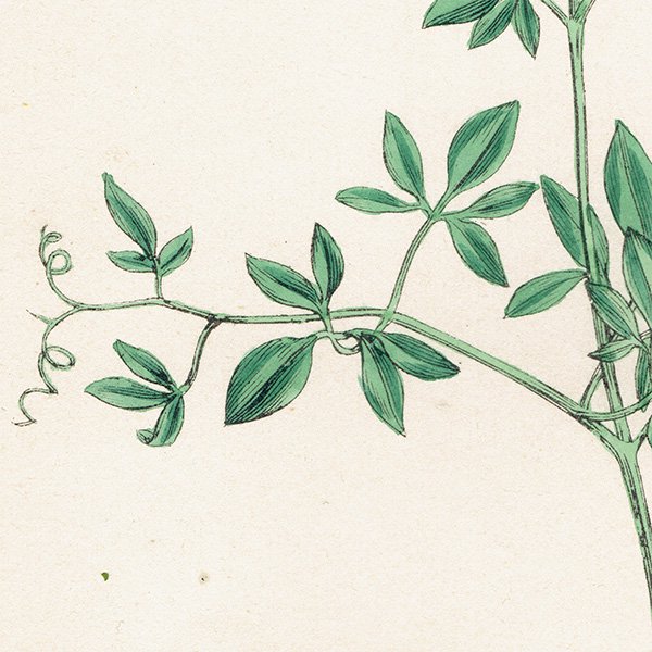 ꥹ ƥ ܥ˥륢/ʪ Corydalis claviculata(ꥹ). plate.70,1863ǯ 0236