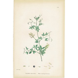 ꥹ ƥ ܥ˥륢/ʪ Corydalis claviculata(ꥹ). plate.70,1863ǯ 0236