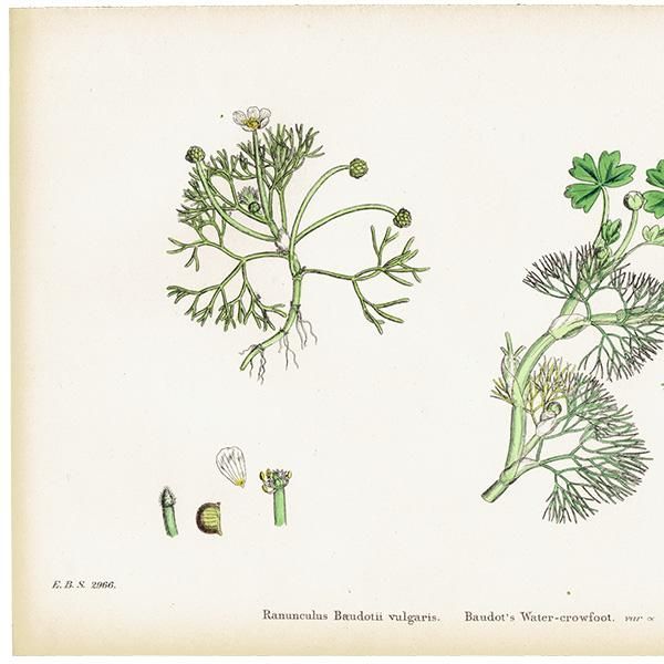 ꥹ ƥ ܥ˥륢/ʪ Ranunculus Baudotii vulgaris(ʥ󥭥饹). plate.22,1863ǯ 0237