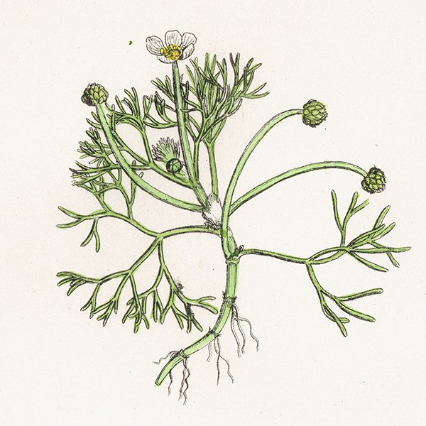 ꥹ ƥ ܥ˥륢/ʪ Ranunculus Baudotii vulgaris(ʥ󥭥饹). plate.22,1863ǯ 0237