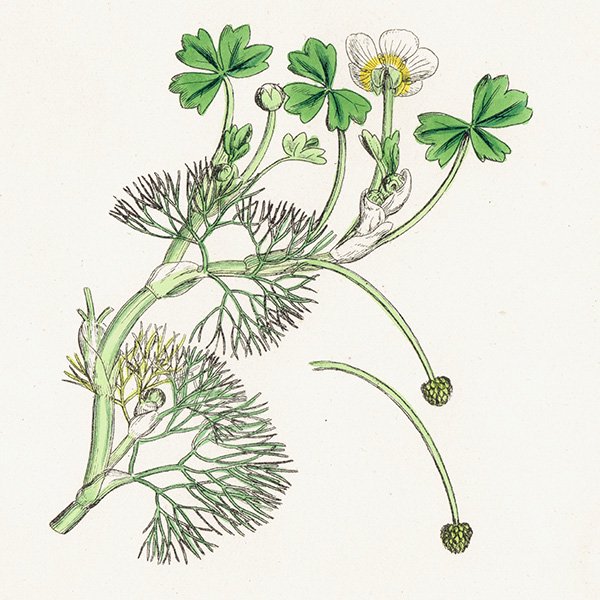 ꥹ ƥ ܥ˥륢/ʪ Ranunculus Baudotii vulgaris(ʥ󥭥饹). plate.22,1863ǯ 0237