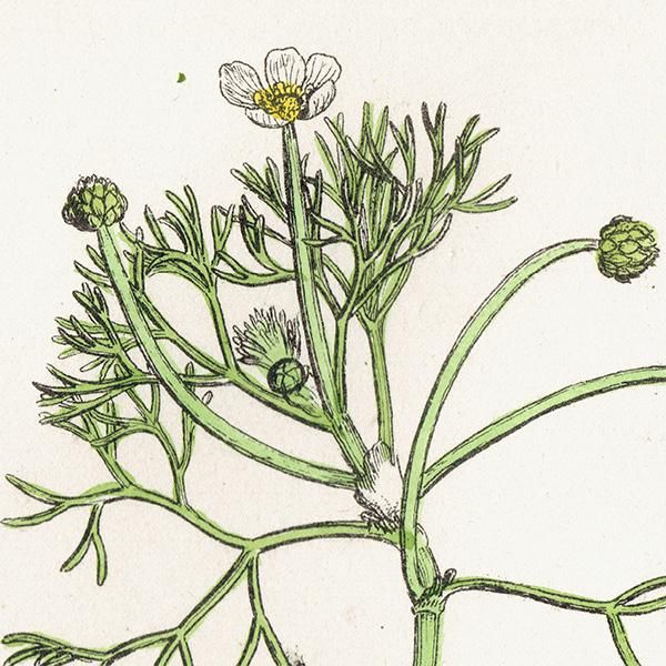 ꥹ ƥ ܥ˥륢/ʪ Ranunculus Baudotii vulgaris(ʥ󥭥饹). plate.22,1863ǯ 0237