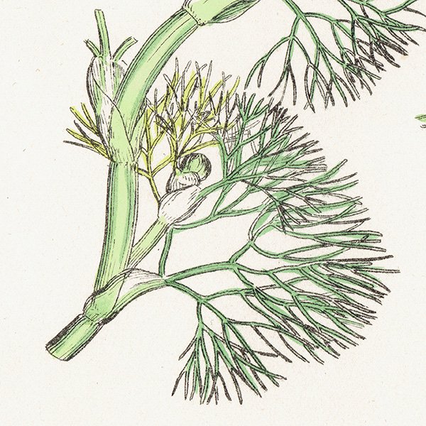 ꥹ ƥ ܥ˥륢/ʪ Ranunculus Baudotii vulgaris(ʥ󥭥饹). plate.22,1863ǯ 0237