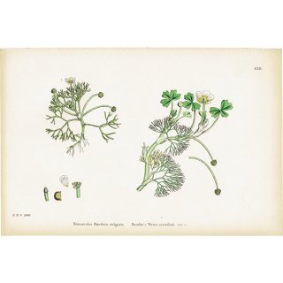 イギリス アンティーク ボタニカルアート/植物画 Ranunculus Baudotii vulgaris(ラナンキュラス). plate.22,1863年 0237