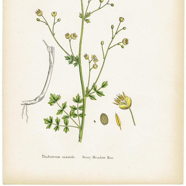 ꥹ ƥ ܥ˥륢/ʪ Thalictrum saxatile(ޥĥ). plate.6,1863ǯ 0238