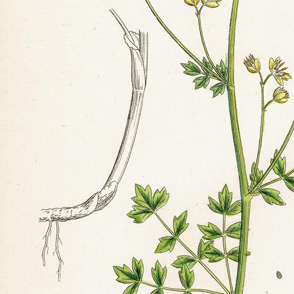 ꥹ ƥ ܥ˥륢/ʪ Thalictrum saxatile(ޥĥ). plate.6,1863ǯ 0238